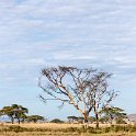 TZA MAR SerengetiNP 2016DEC25 SeroneraEast 006 : 2016, 2016 - African Adventures, Africa, Date, December, Eastern, Mara, Month, Places, Serengeti National Park, Seronera, Tanzania, Trips, Year